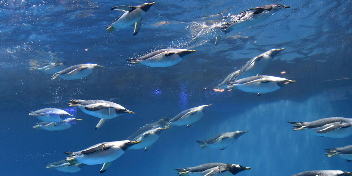 飼育種類数は世界一！珍しい展示も必見の長崎ペンギン水族館